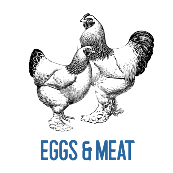 Eggs & Meat